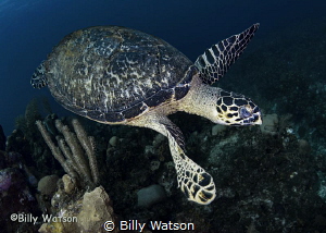 What better way to finish off a dive than a Hawksbill pas... by Billy Watson 